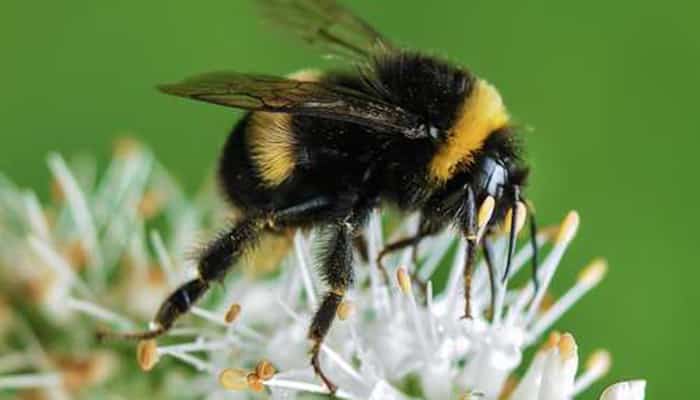 Hal Pertama yang Harus Dilakukan Saat Disengat Lebah: Keluarkan Stinger-nya