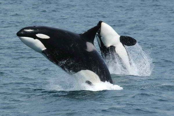 Fakta Mengenai Paus Orca