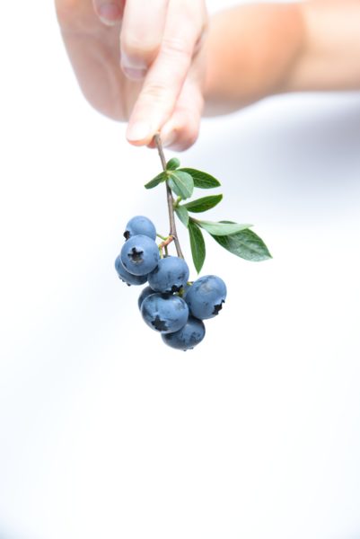 Mitos Buah Blueberry