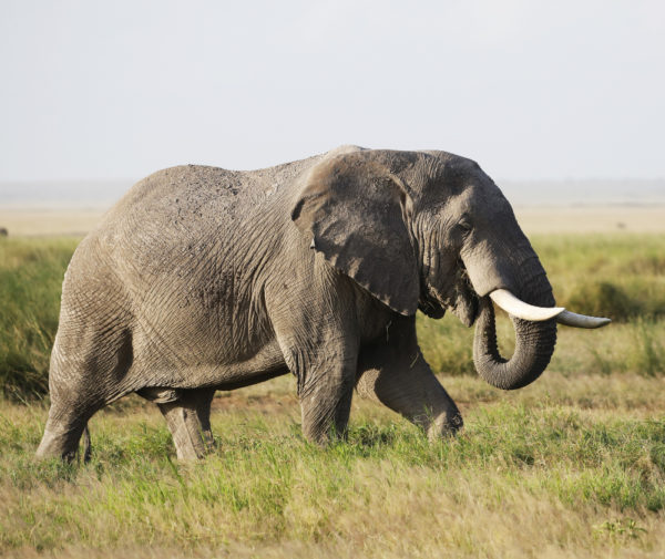 7 Fakta Menarik Tentang Gajah
