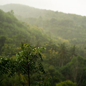Ciri-ciri Hutan Hujan Tropis