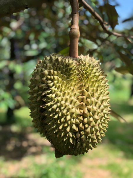 Fakta Menarik Buah Durian