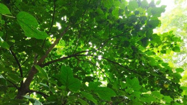 Mitos Pohon Kluwek