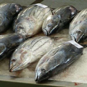 Kandungan Ikan Tuna